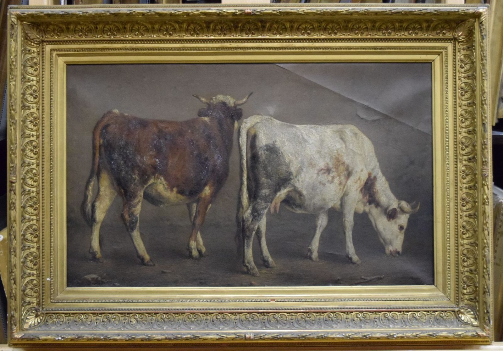 Boeuf à robe brune et vache à robe blanche