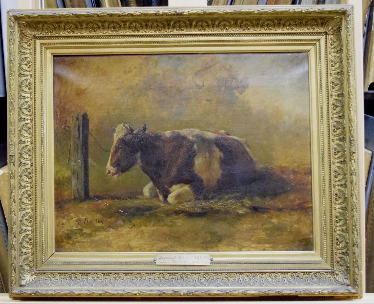 Vache couchée, attachée au piquet ; Vache accroupie attachée au piquet ; Vache à robe brune et blanche couchée et attachée à un piquet