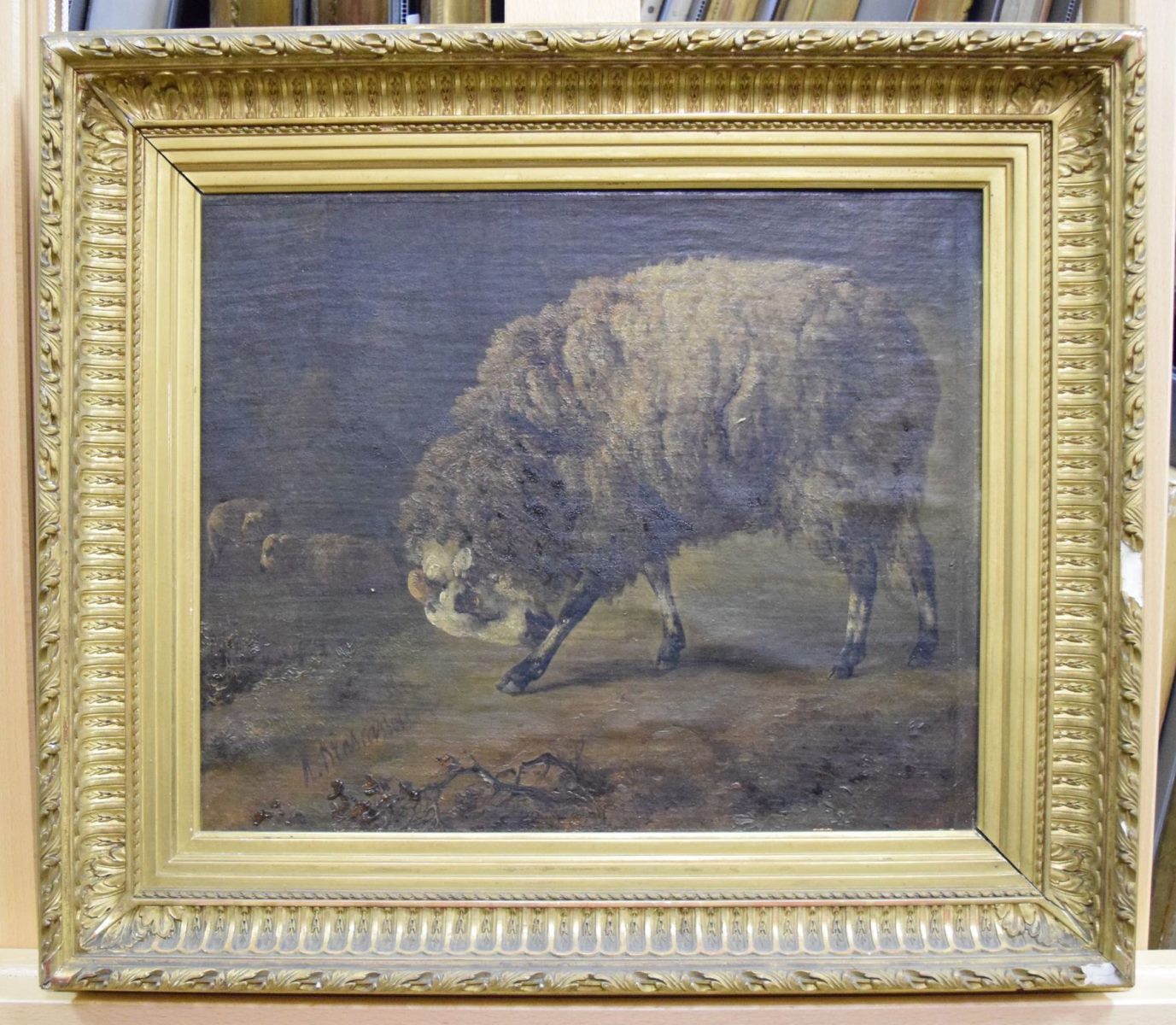 Bélier donnant de la tête et deux brebis