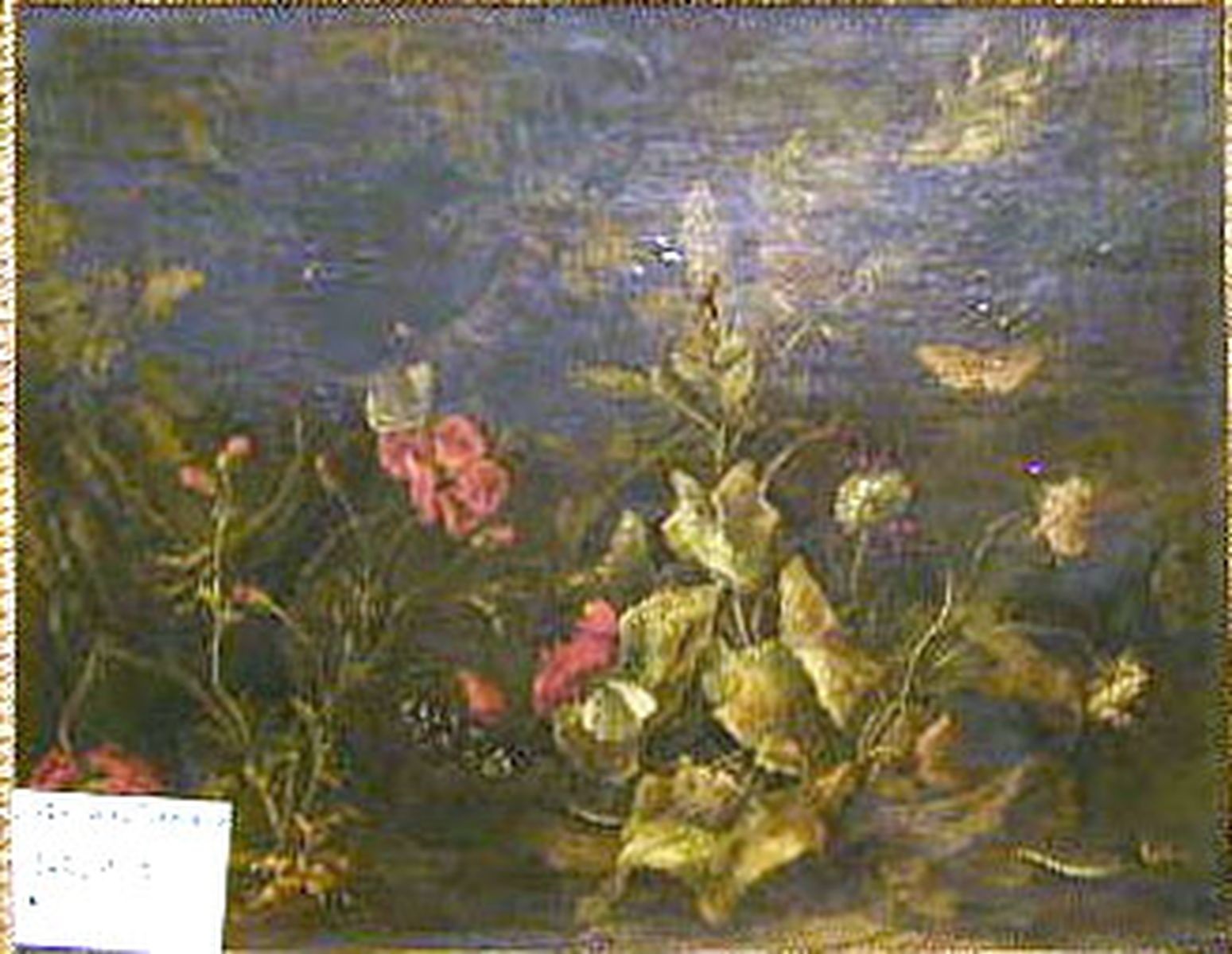 Fleurs et animaux