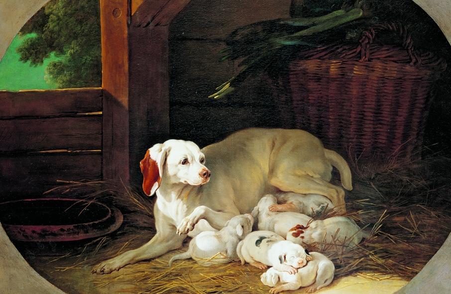 La lice et ses petits