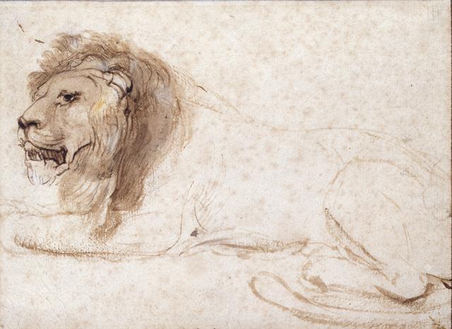 Lion couché