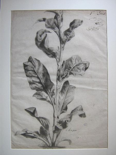 Tige végétale (Titre attribué)