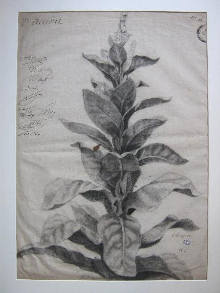 Tige florale (Titre attribué)