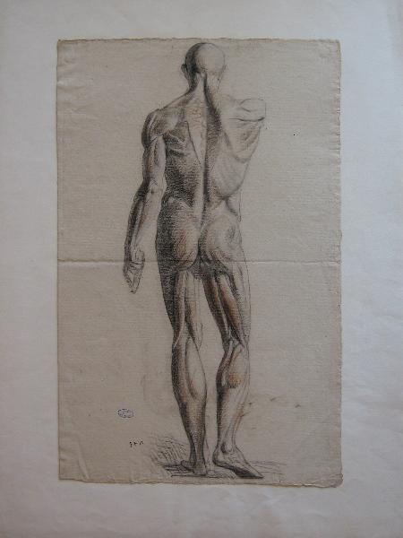 Ecorché (Titre attribué)