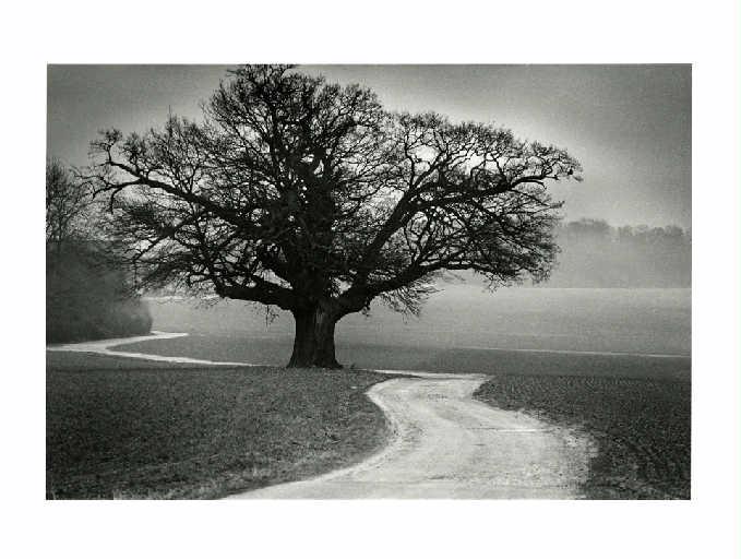 Le chêne centenaire de Chessy