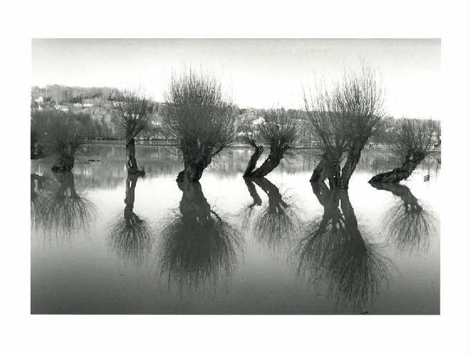 Crue du Grand-Morin et saules du Pré Manche