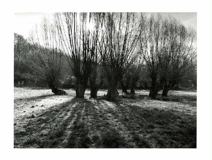 Saules de la collégiale de Crécy