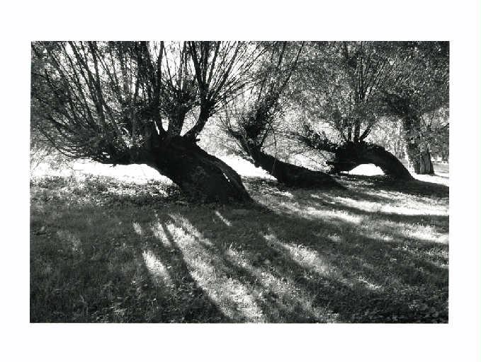 Saules couchés du Pré Manche