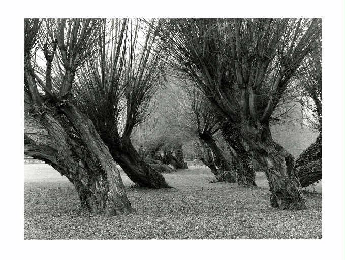 Saules de Voulangis, Pré Manche