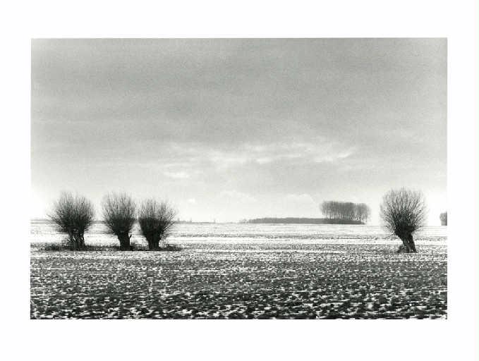 Saules et première neige sur le plateau de Brie