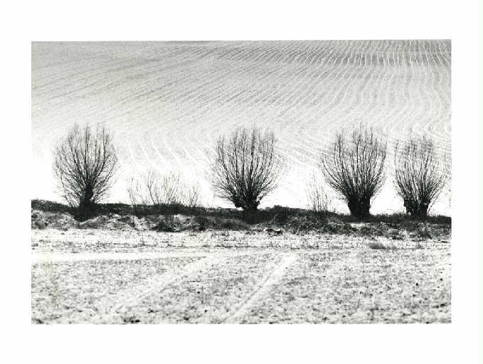 Saules têtards et sillons enneigés