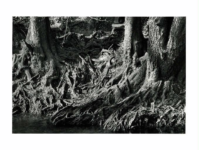 Racines découvertes sur le Grand-Morin