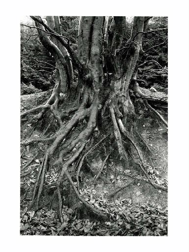 Racines découvertes de charme