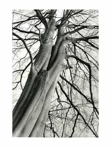 Fût dédoublé de hêtre