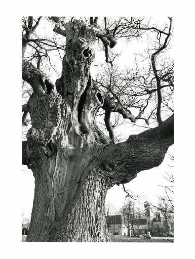 Vieux chêne de Chessy