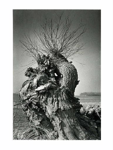 Vieux saule têtard à Maisoncelles-en-Brie