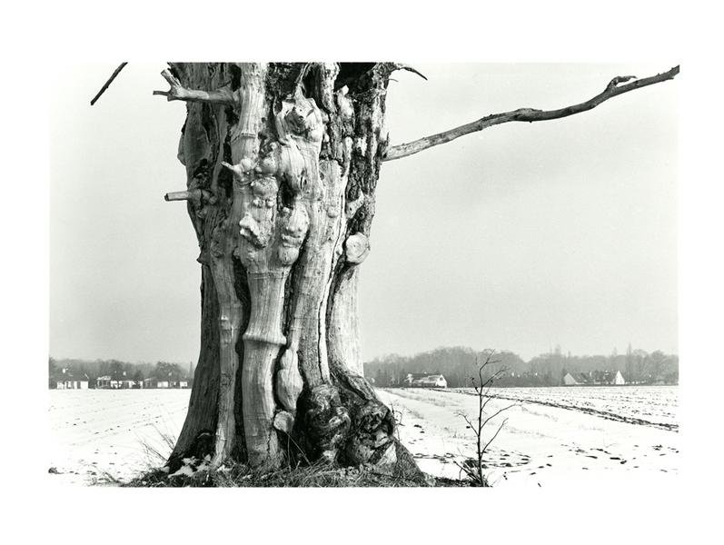 Vieux tronc d'orme mort