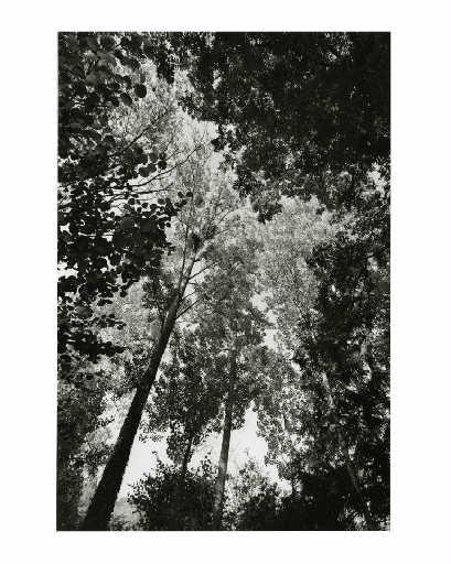 Feuillage de frênes et d'aulnes