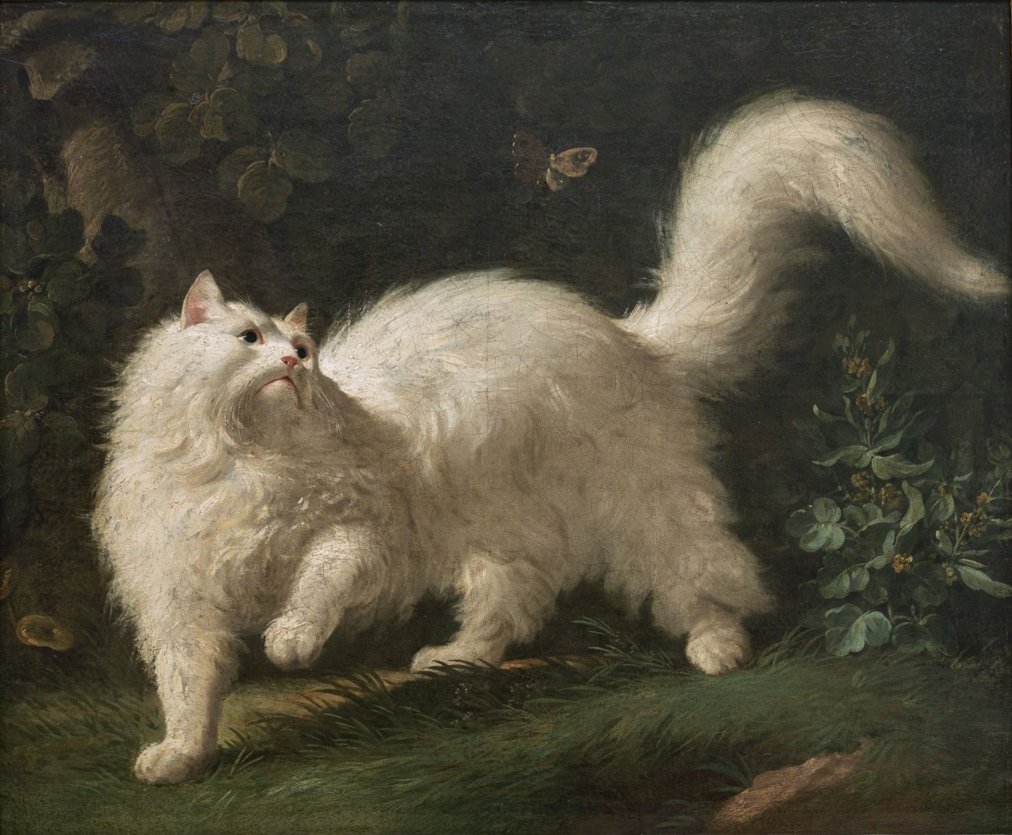 Chat angora blanc, guettant un papillon