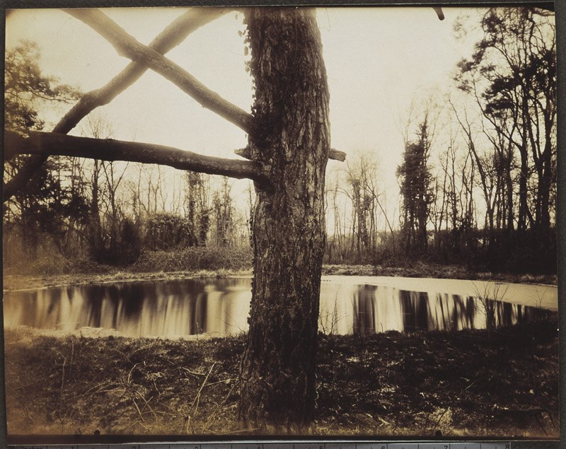 Sceaux. Parc. Pin au bord du bassin proche du Pavillon de l'Intendance