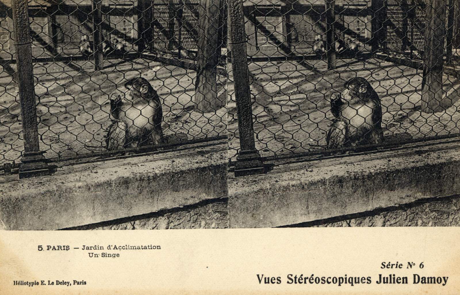 Jardin d'acclimatation. Un singe