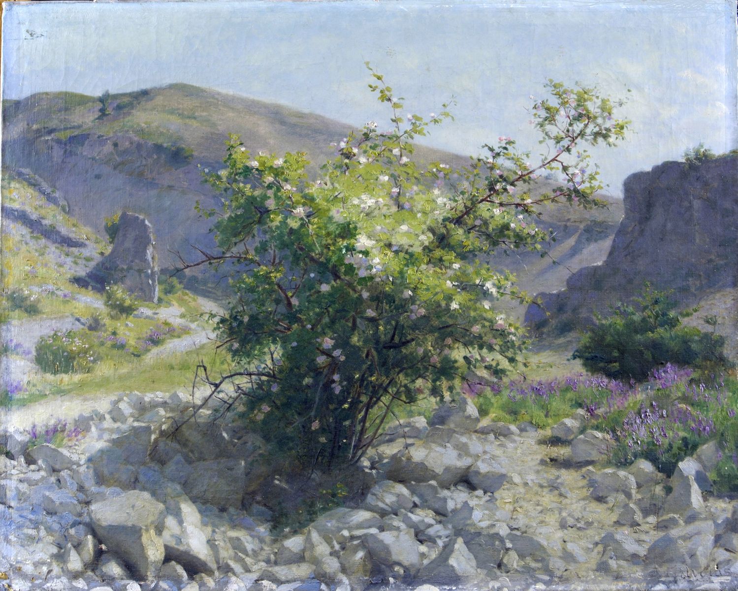 Buisson d'aubépines