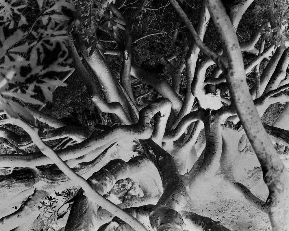 The Memory of trees