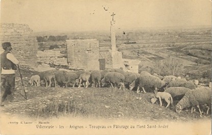 Villeneuve-lès-Avignon : troupeau au fort Saint-André