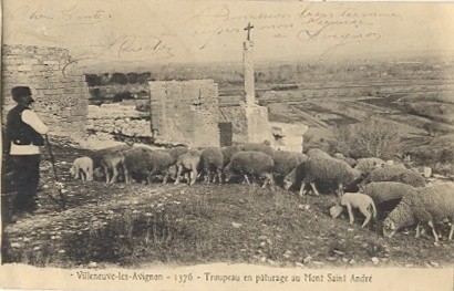 Villeneuve-lès-Avignon : troupeau au fort Saint-André