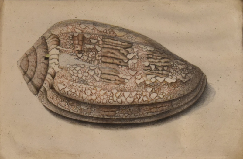 Étude de coquillage : cône