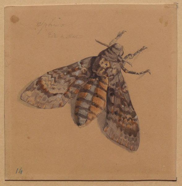Papillon, sphinx à tête de mort