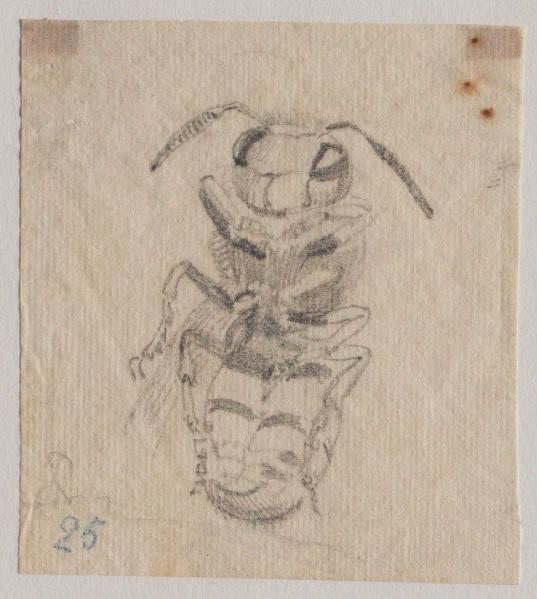 Une abeille vue de face