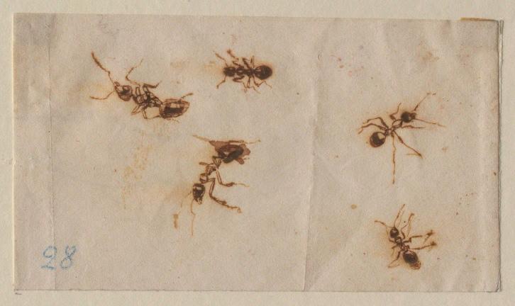 Cinq fourmis