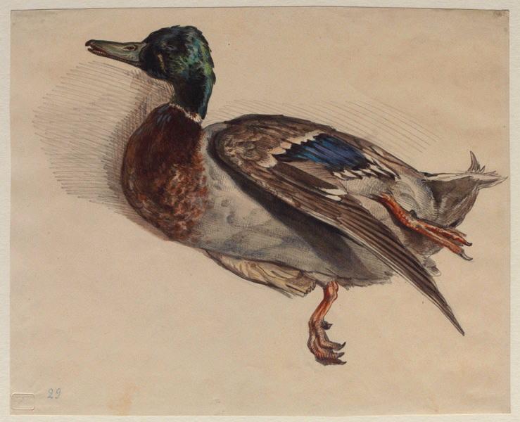 Canard colvert, mâle