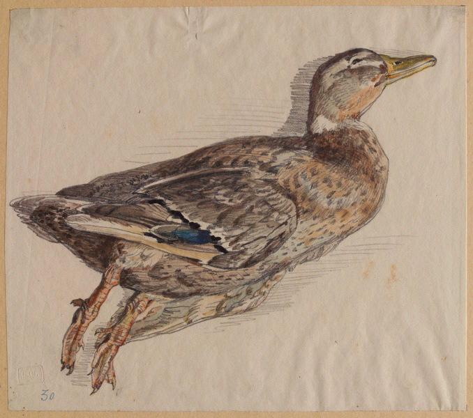 Canard colvert, femelle