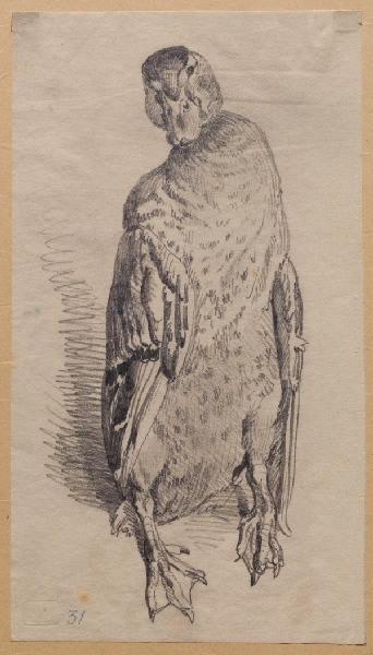 Canard colvert, femelle, debout