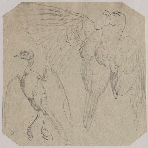 Un oiseau avec et sans plumes