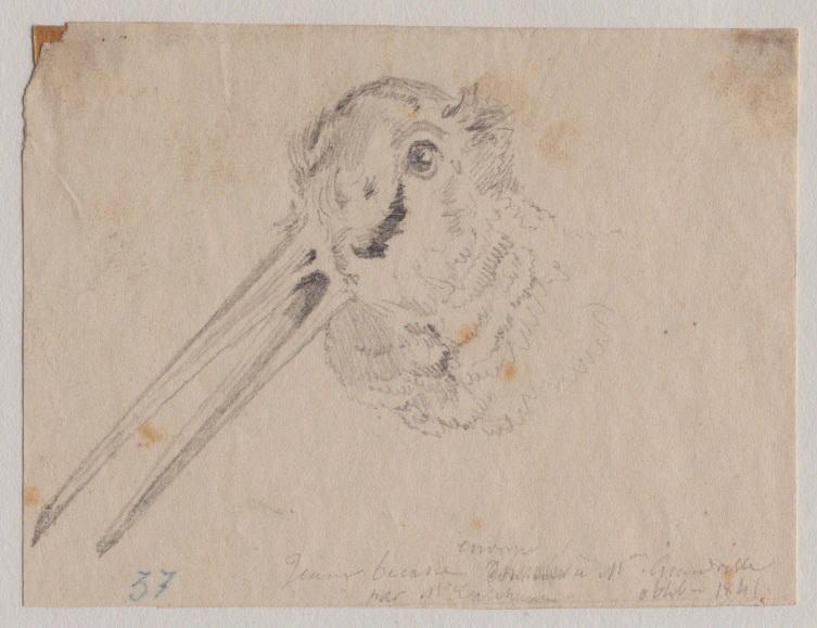 Tête de jeune bécasse