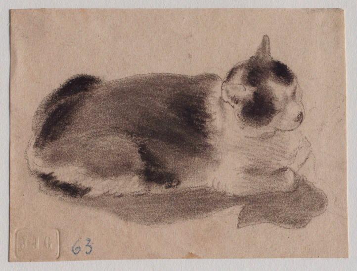 Chat noir et blanc vu du dessus