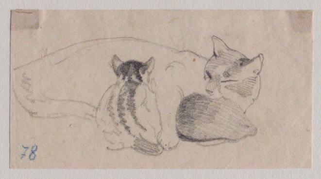 Chatte blanche allaitant deux petits