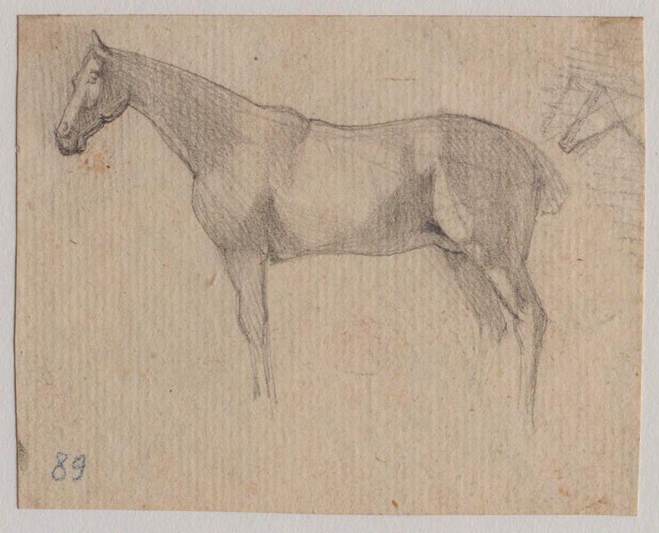 Cheval de course de profil