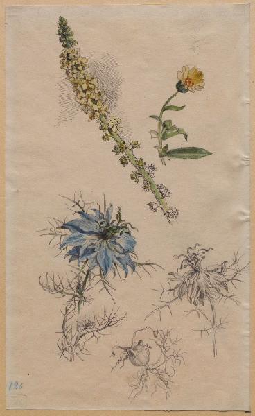Fleurs et fruit de nigelle de Damas, réséda et souci des champs