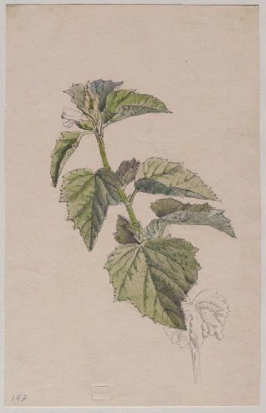 Une branche de datura