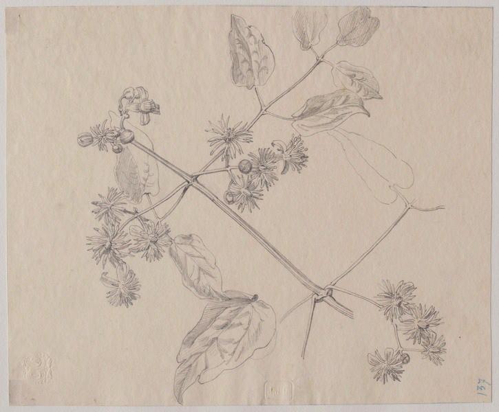 Une branche de clématite sauvage