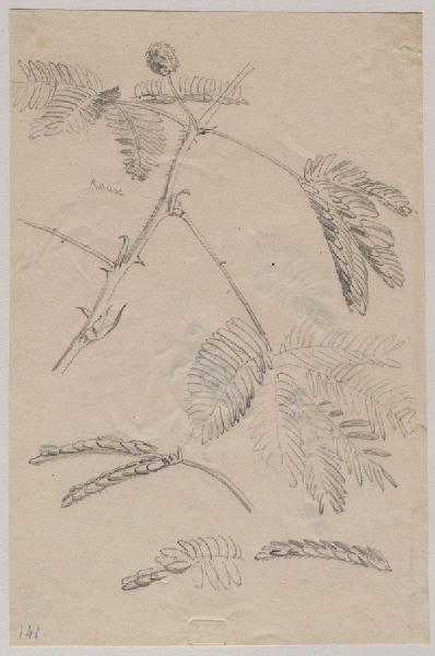 Un mimosa ; au verso : étude d'une feuille de mimosa, libellule et criquet à la mine de plomb