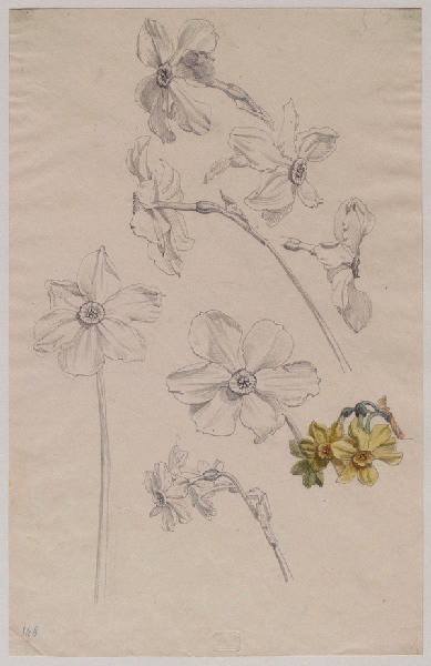 Fleurs de narcisse