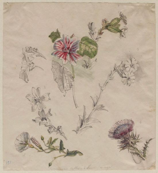 Fleurs des champs avec une malope trilobée, mauve sylvestre, compagnon blanc, chardon et rameau fleuri de liseron des champs