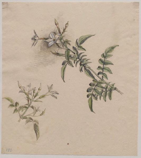 Fleurs de pomme de terre