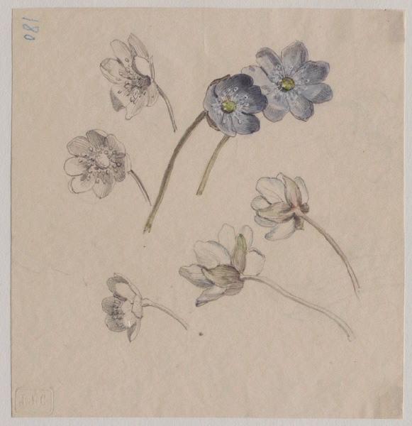Fleurs d'anémones